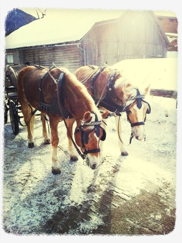 Kutschfahrt im Schnee