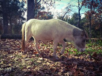 Close-up of tree trunk