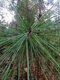 Close-up of pine tree