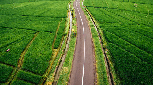 Scenic view of agricultural field