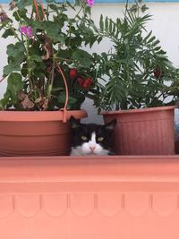 Cat on potted plant