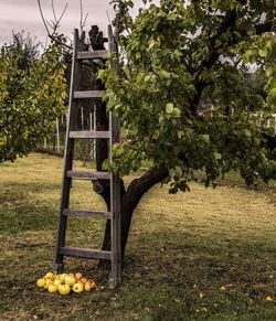 Trees growing in park