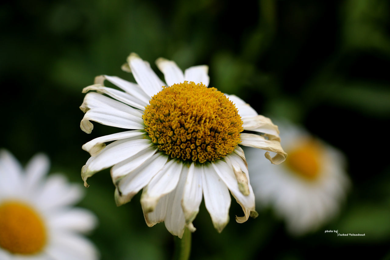 flower, petal, freshness, flower head, fragility, growth, close-up, yellow, pollen, beauty in nature, focus on foreground, white color, nature, blooming, daisy, in bloom, selective focus, plant, outdoors, blossom, day, botany, no people, stamen, white, macro, softness