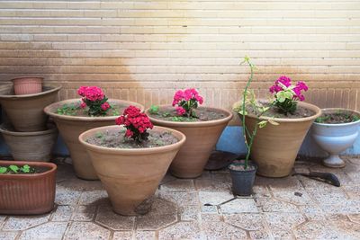 Potted plants against wall