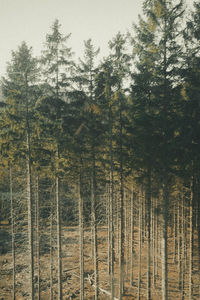 Pine trees in forest against sky