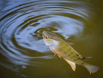 High angle view of fish swimming in lake