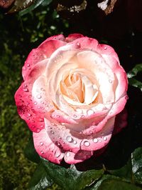 Close-up of wet pink rose blooming outdoors