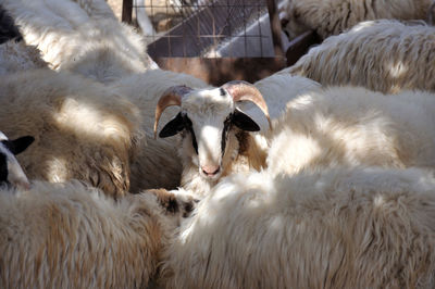 View of sheep in pen