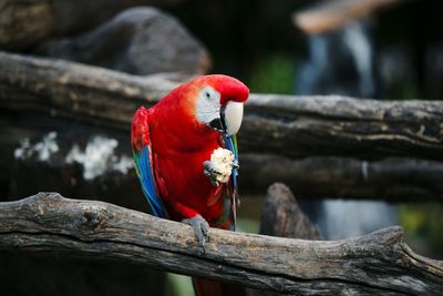 Close-up of parrot perching on wood