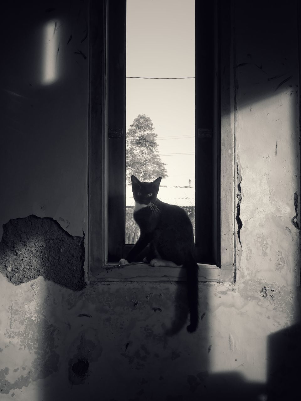 black, darkness, white, light, shadow, window, animal, one animal, animal themes, monochrome, pet, mammal, domestic animals, cat, black and white, snapshot, indoors, monochrome photography, door, sitting, entrance, wall, feline, one person, domestic cat, architecture, nature, day, blue, full length, carnivore, canine, dog