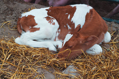 High angle view of dog sleeping on hay