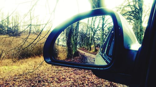 Reflection of trees on side-view mirror