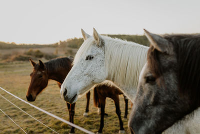 Close-up of horse standing against sky