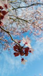 Low angle view of cherry blossoms in spring