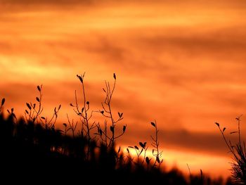 Silhouette plants on field against dramatic sky during sunset