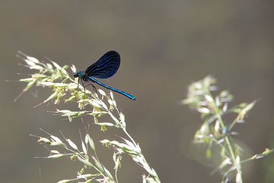 Close-up of butterfly on flower