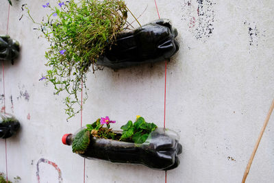 Close-up of potted plant against wall