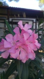 Close-up of pink flowers blooming outdoors