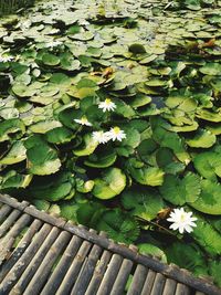 High angle view of leaves floating on water