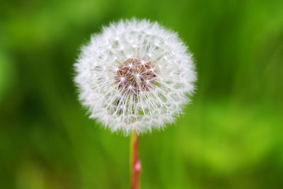 Close-up of dandelion against blurred background