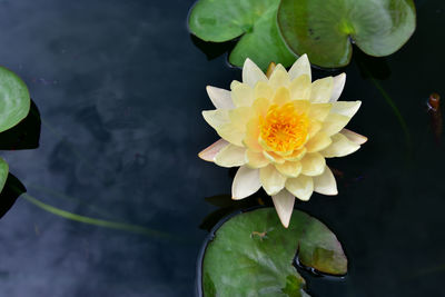 Close-up of lotus water lily in lake