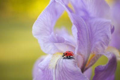 Close-up of insect on purple flower