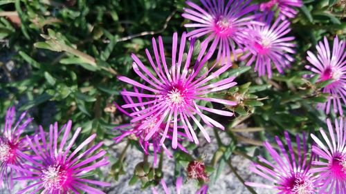 Close-up of purple flowers blooming outdoors