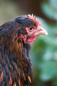 Close-up of a hen