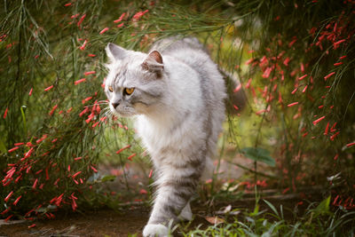 Cat on grass