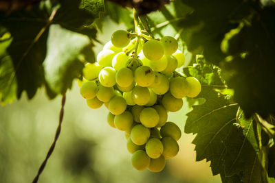 Close-up of grapes hanging on tree