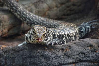 Close-up of lizard