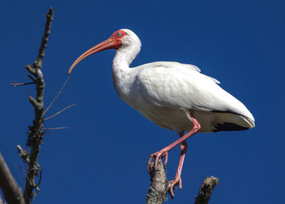 Low angle view of white bird against clear sky