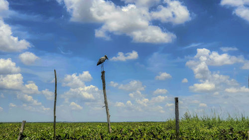 Scenic view of bird on field against sky