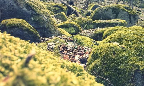 Fallen dry leaves on moss covered rocks in forest