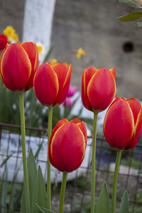 Close-up of red tulips