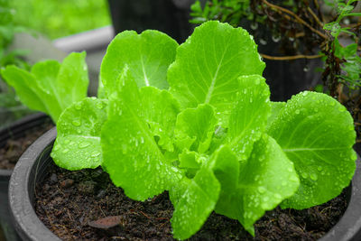 Close-up of potted plant