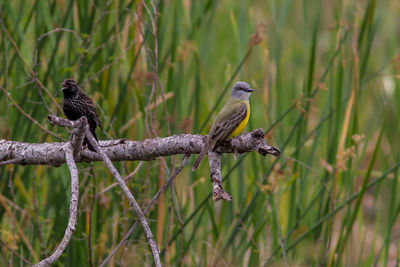 Bird perching on a tree