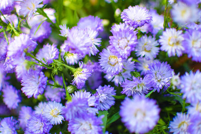 Close-up of purple flowering plants