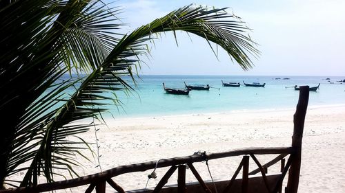 Palm trees on beach