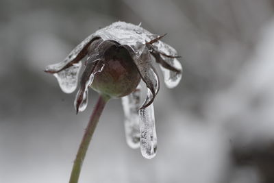 Close-up of frozen plant during winter