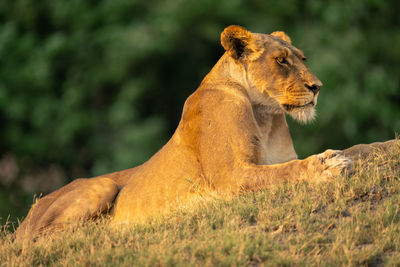 Lioness looking away