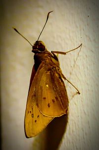 Close-up of butterfly