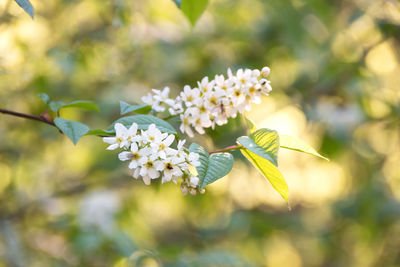 Close-up of flowers blooming on tree