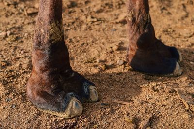 Low section of people on sand