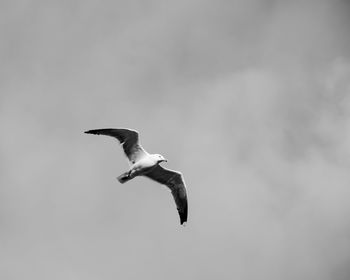 Low angle view of seagull flying