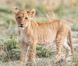 Full length of a cat on field