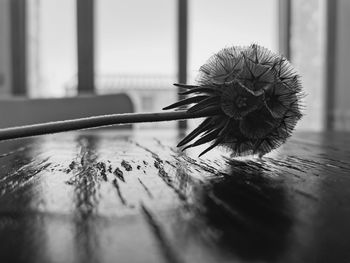 Close-up of flower on table