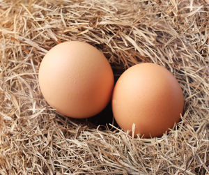 Close up of two chicken eggs in the nest made of twig dry