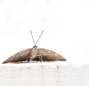 Close-up of butterfly over white background