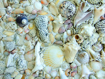 Full frame shot of seashells